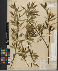 Foto von Salix alba L. x Salix fragilis L.